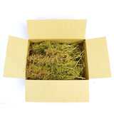 WWScenics Mixed Size Sea Foam Tree Box