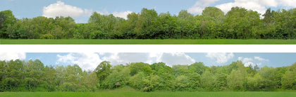 Art Printers 149A Trees N Gauge Backscene